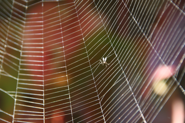 'Spider Web in Morning Sun' by Rob van Hilten